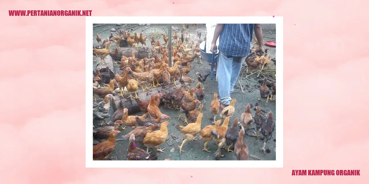 Ayam Kampung Organik