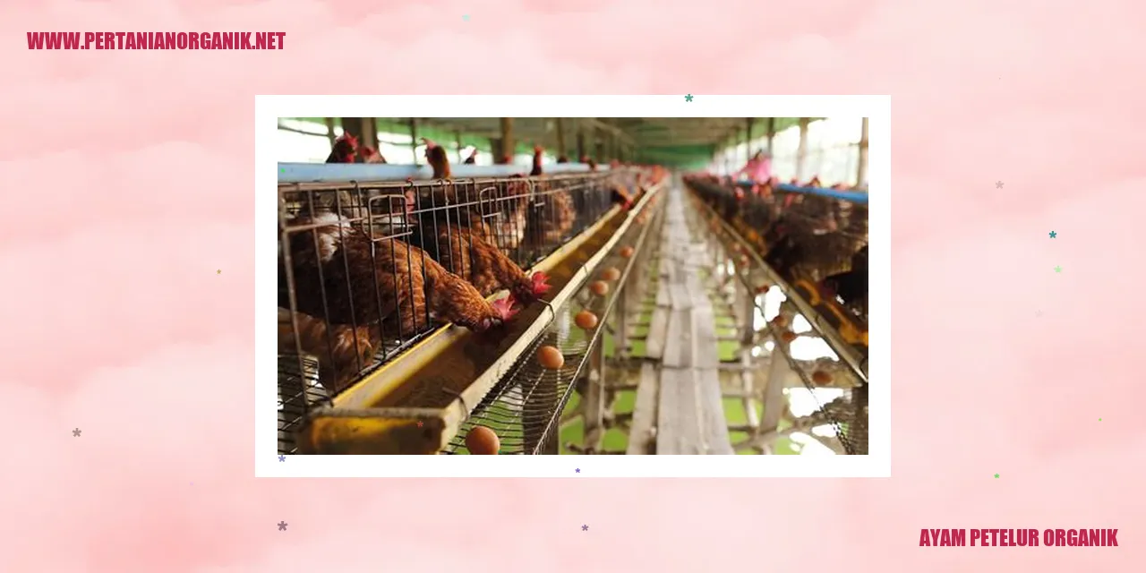 Ayam Petelur Organik