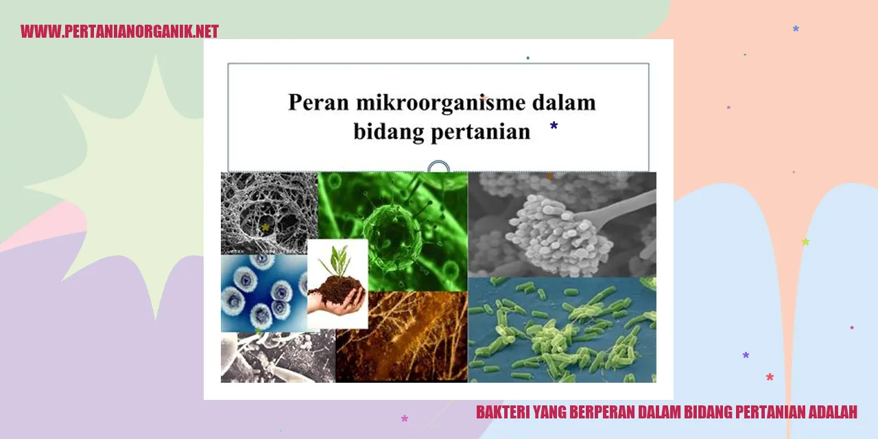 Bakteri Rhizobium