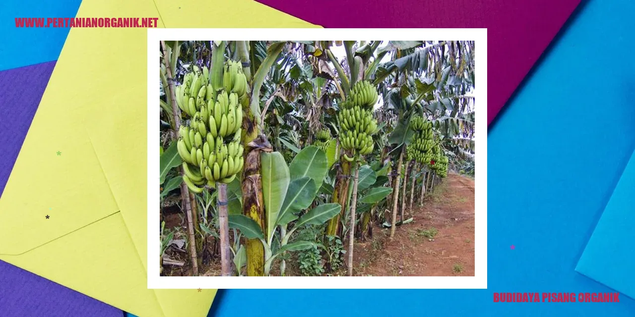 budidaya pisang organik