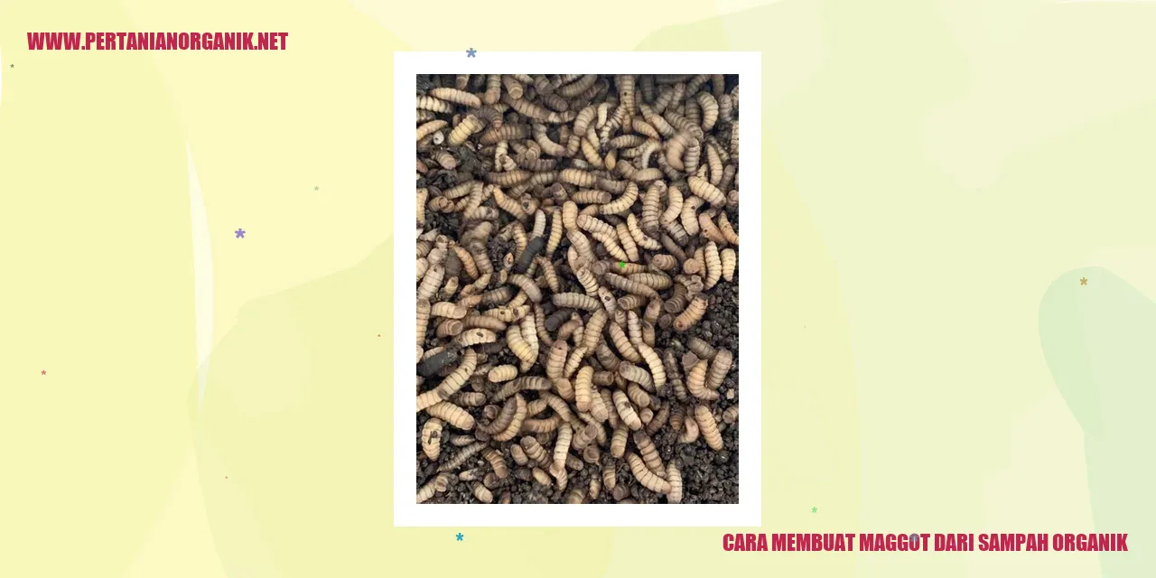 Koloni Maggot