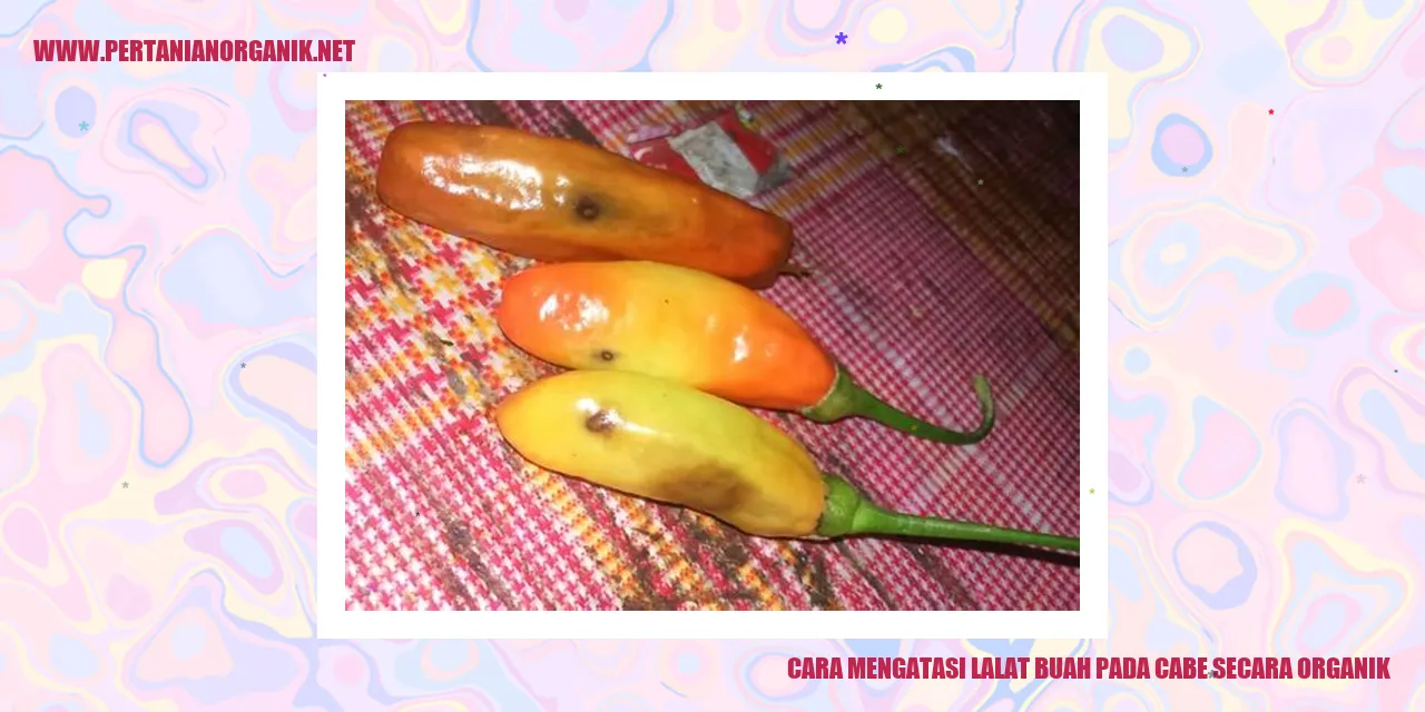 Lalat Buah pada Cabe