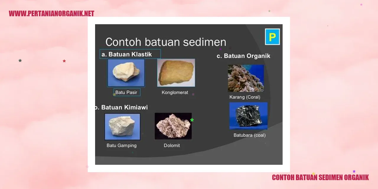 contoh batuan sedimen organik