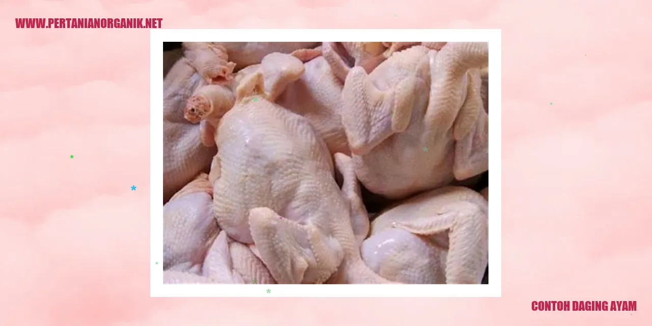 Contoh Daging Ayam