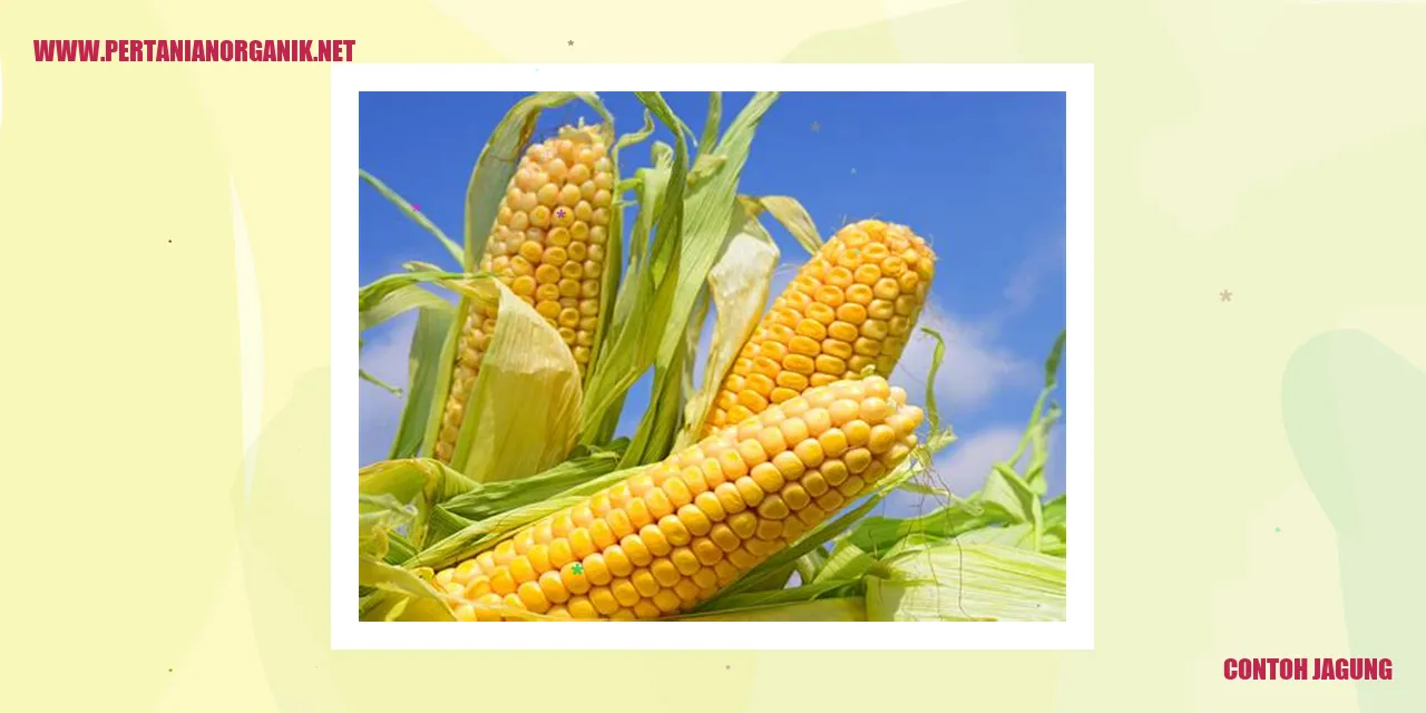 Contoh Jagung
