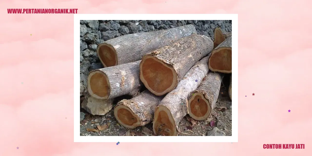 Contoh Kayu Jati