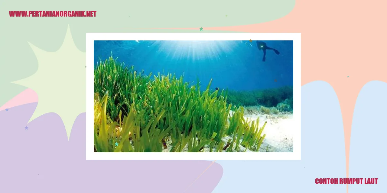 Contoh Rumput Laut