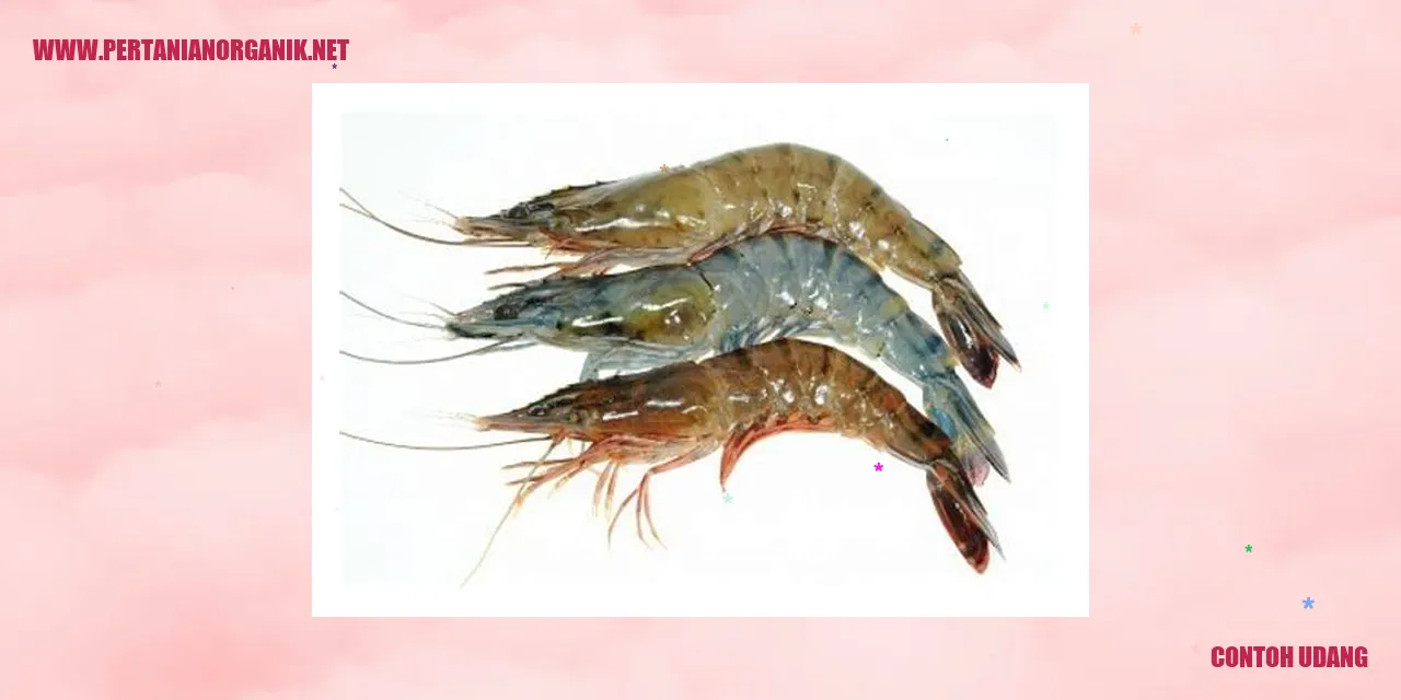 Contoh Udang