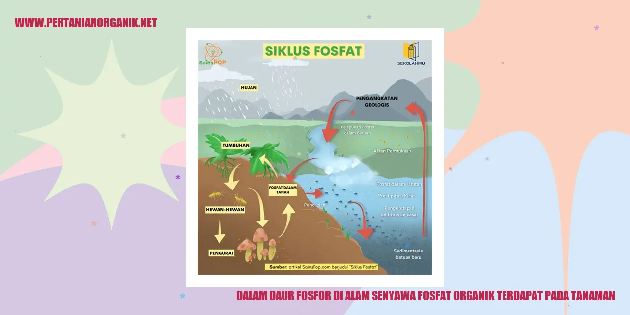 senyawa fosfat organik dalam tanaman