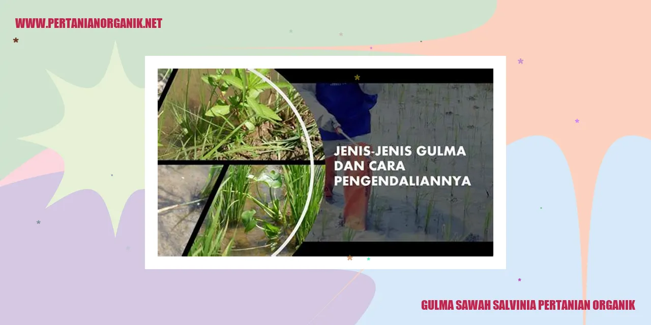 Gulma Sawah Salvinia