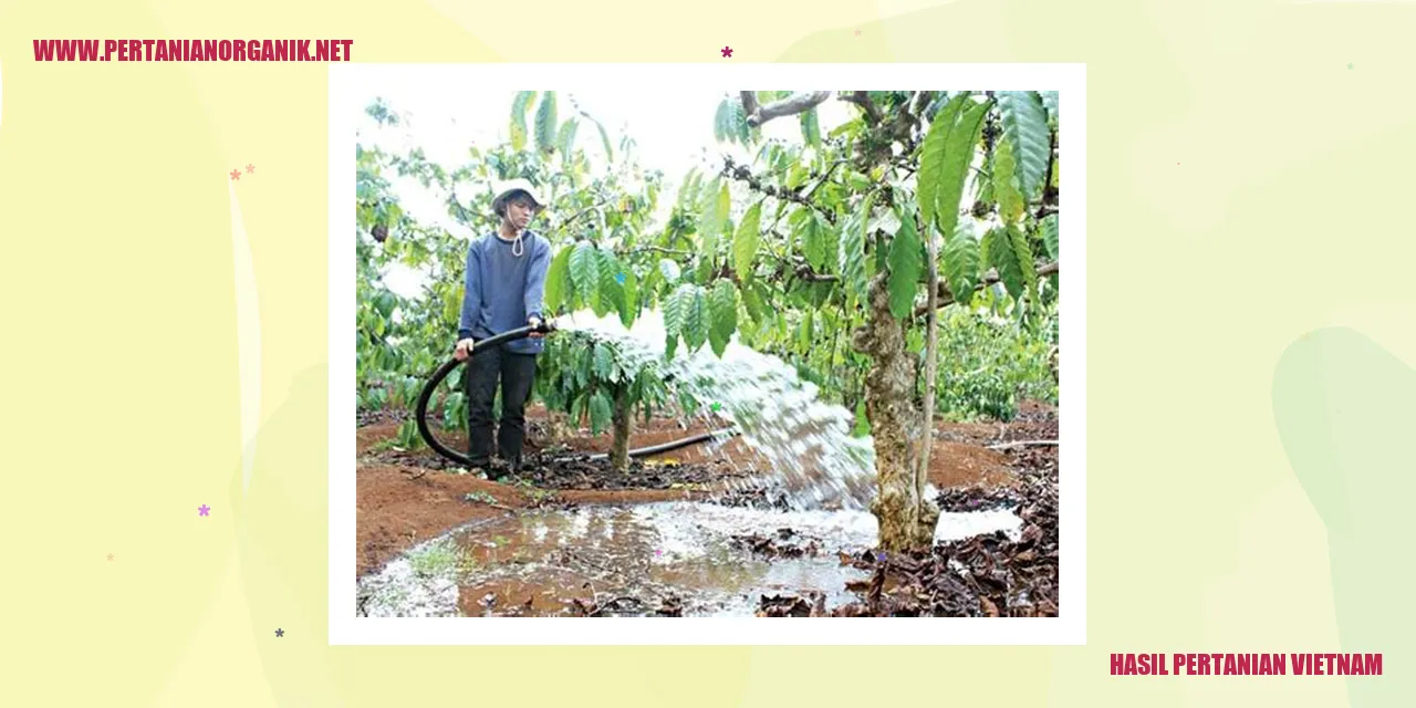Tanaman Padi di Vietnam