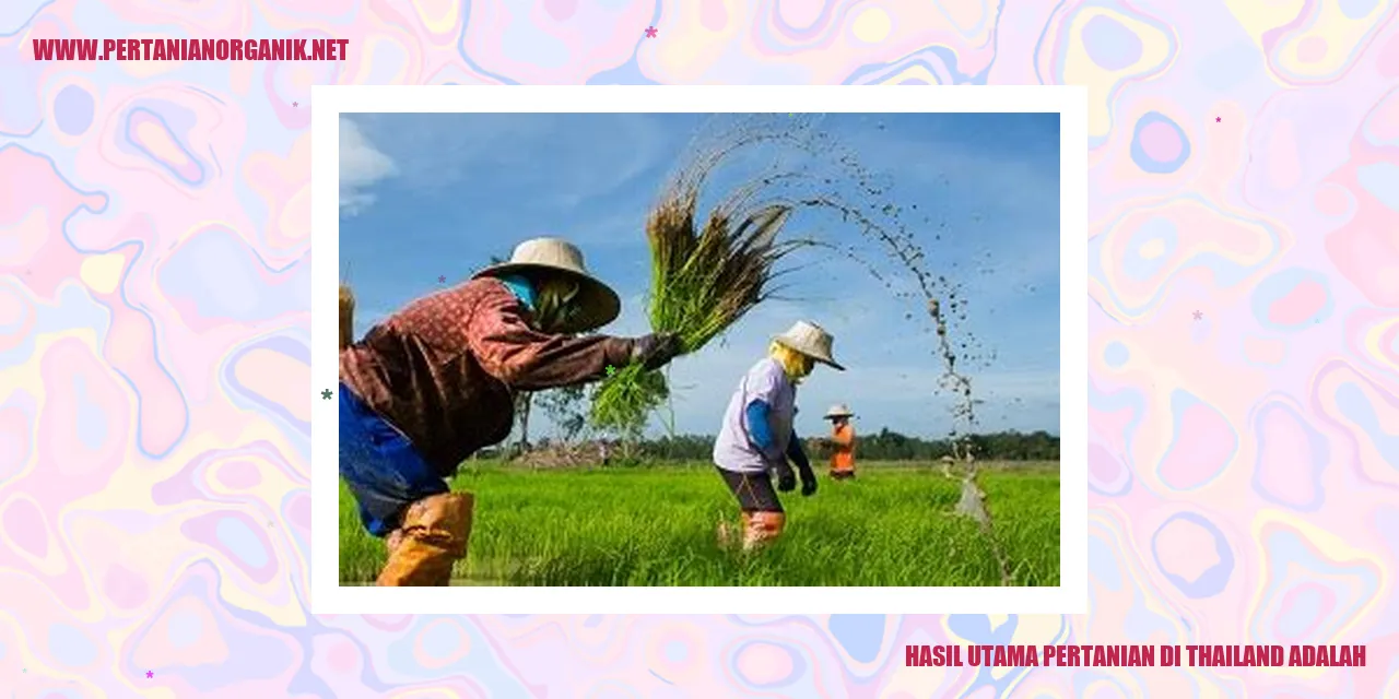 Jagung di ladang Thailand