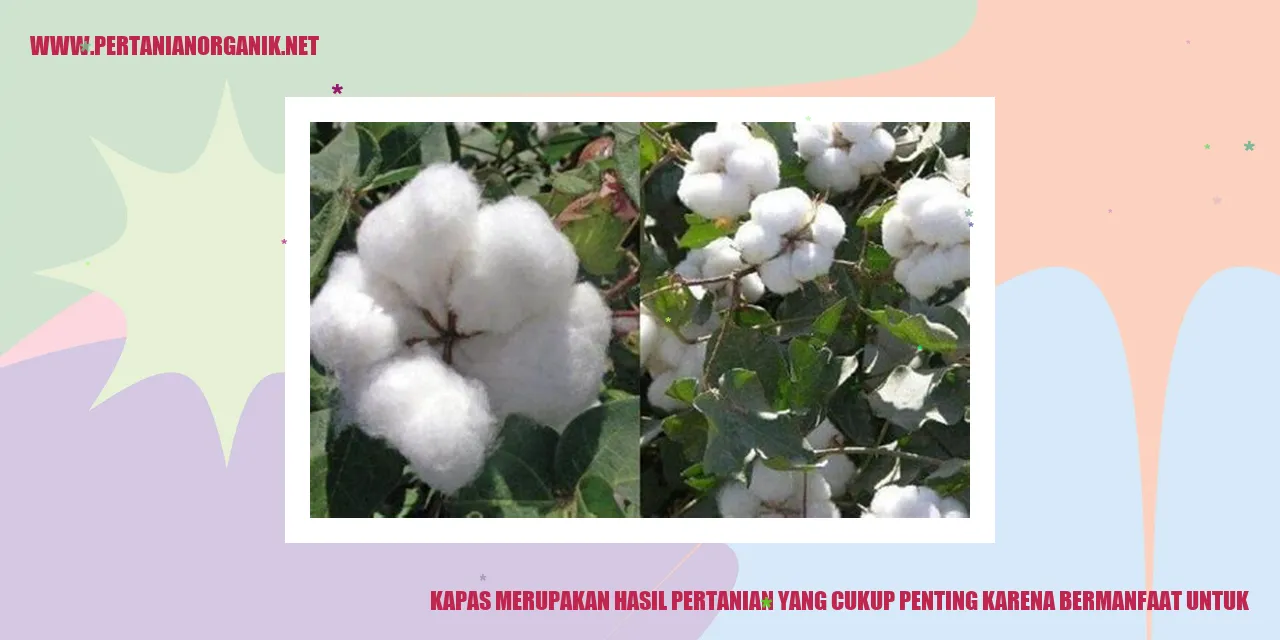 Tanaman Kapas