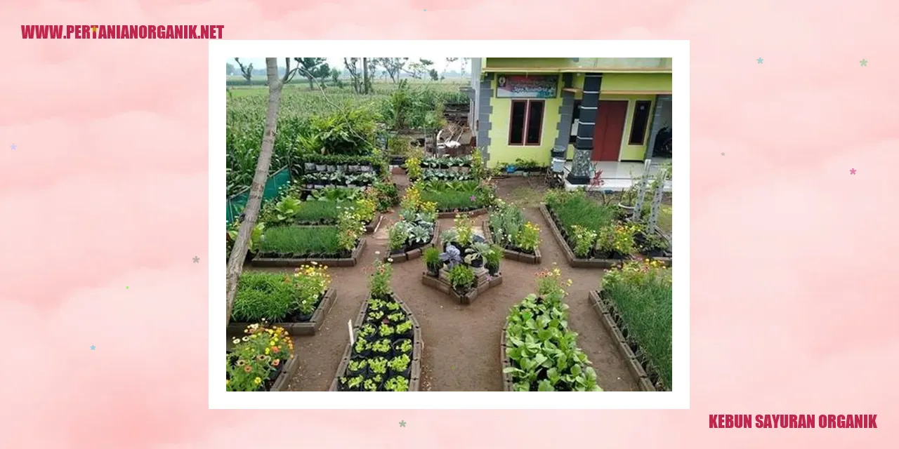 Kebun Sayuran Organik
