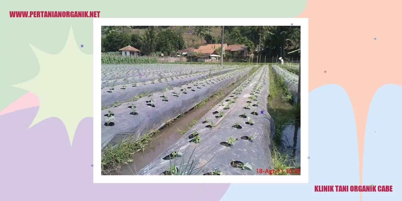 Klinik Tani Organik Cabe