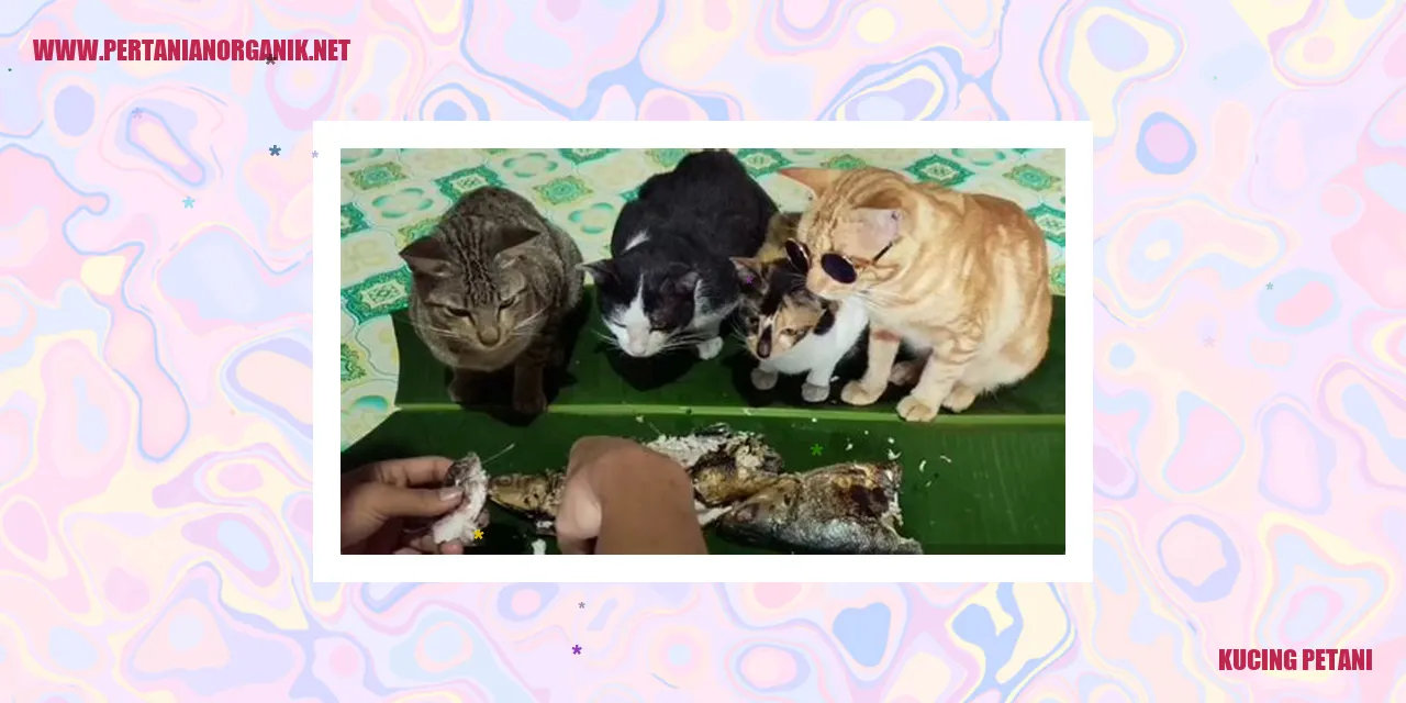 kucing_petani