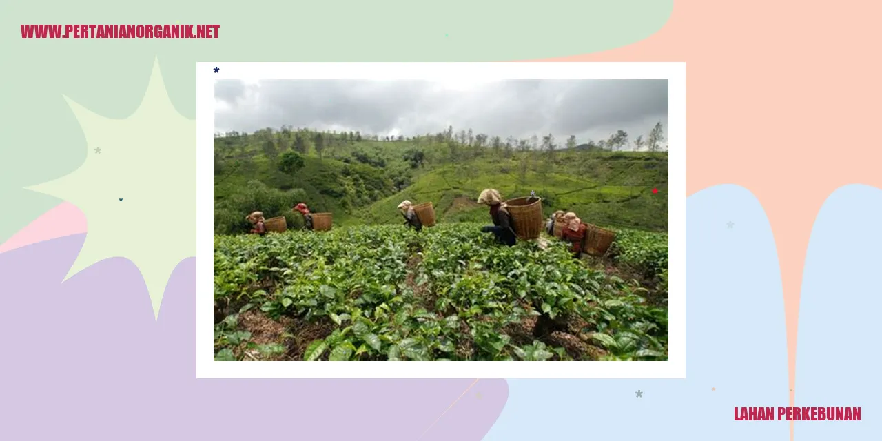 lahan perkebunan
