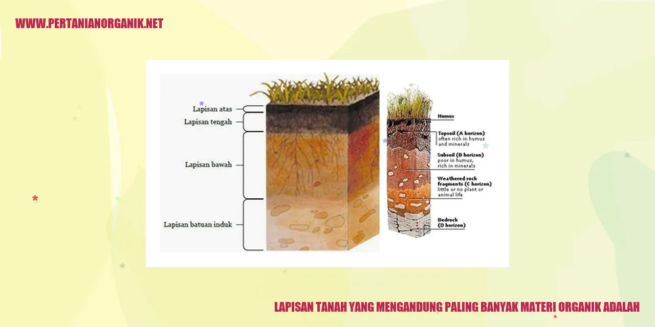 Lapisan Tanah yang Mengandung Paling Banyak Materi Organik