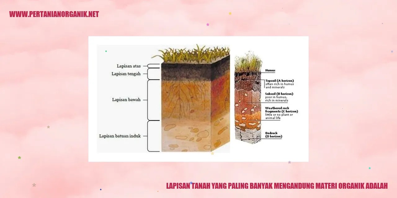 Lapisan Tanah Organik