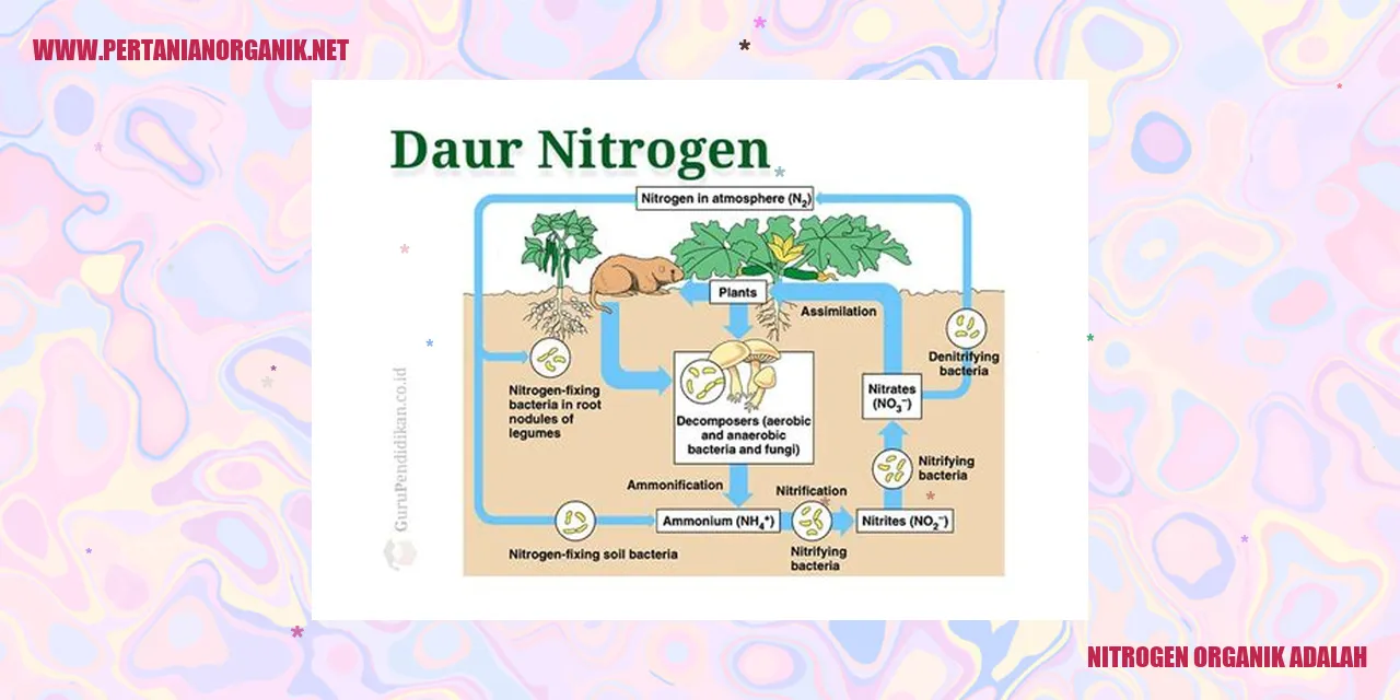 Nitrogen Organik