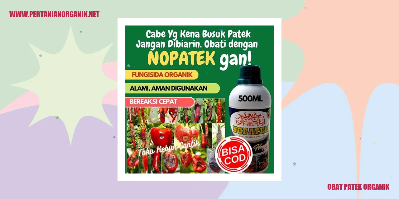 obat patek organik