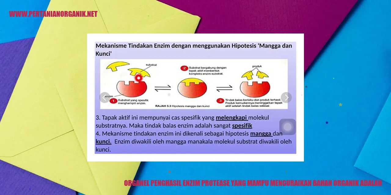 Organel Penghasil Enzim Protease