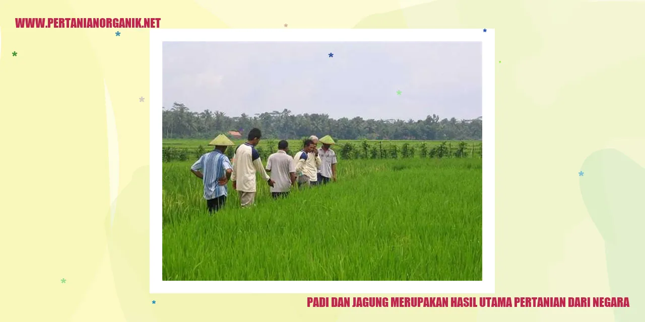 Padi dan Jagung