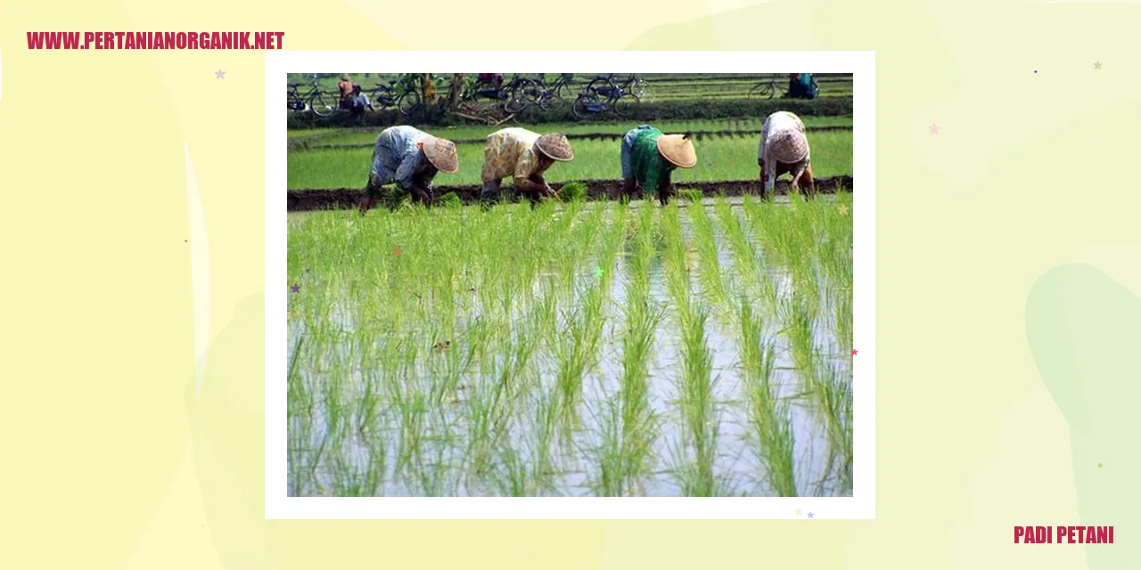 Padi Petani
