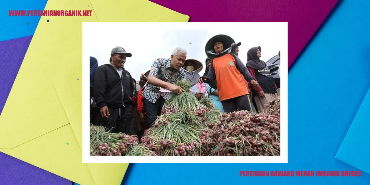 Bawang Merah Organik Brebes