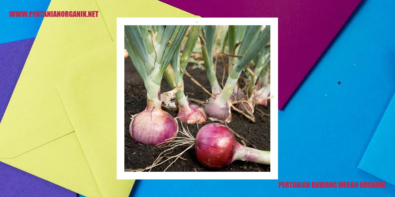 pertanian bawang merah organik