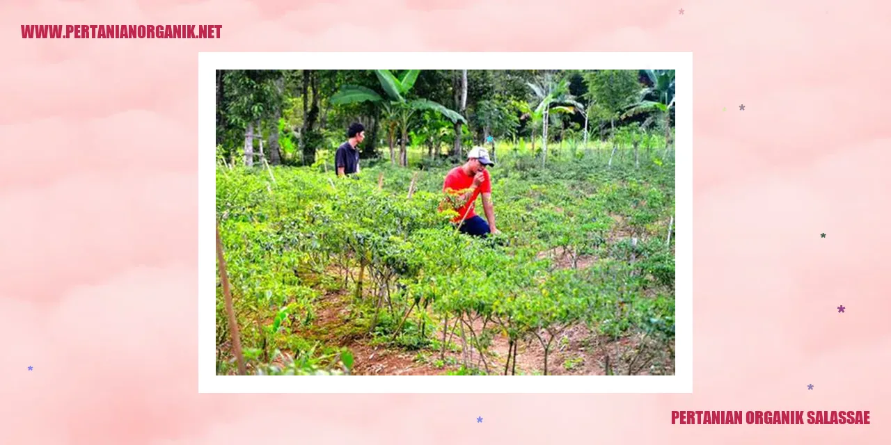 Gambar Pertanian Organik Salassae