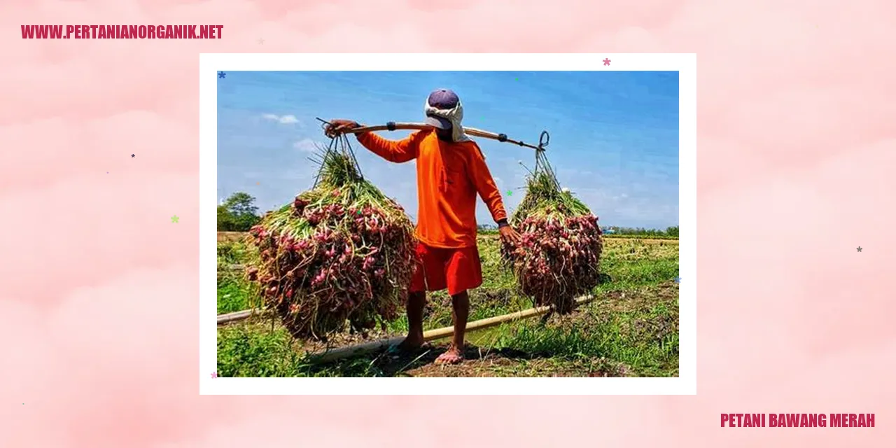Gambar Petani Bawang Merah