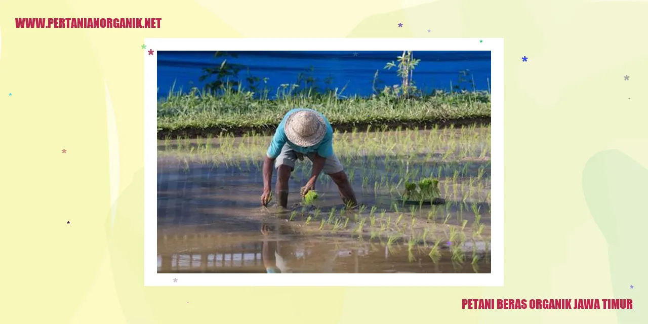 petani beras organik jawa timur