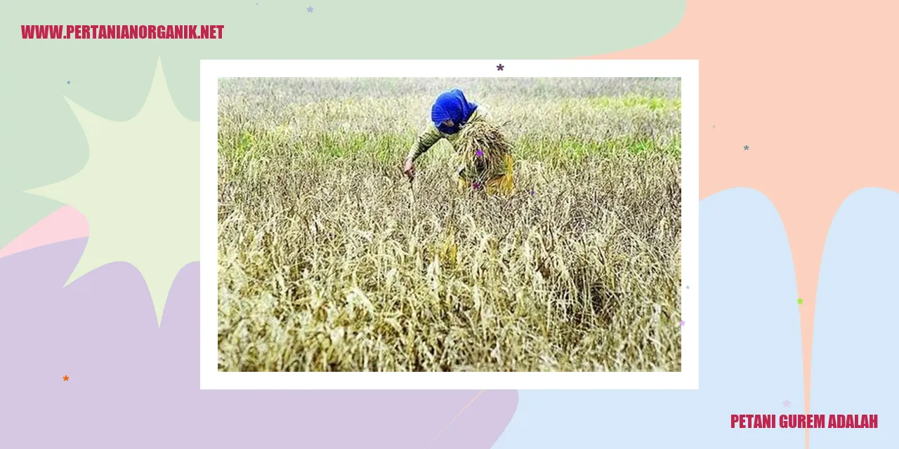 Petani Gurem