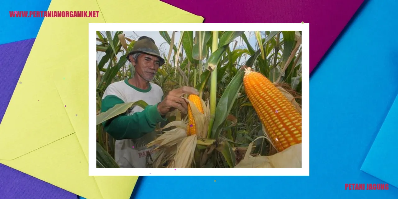 petani jagung