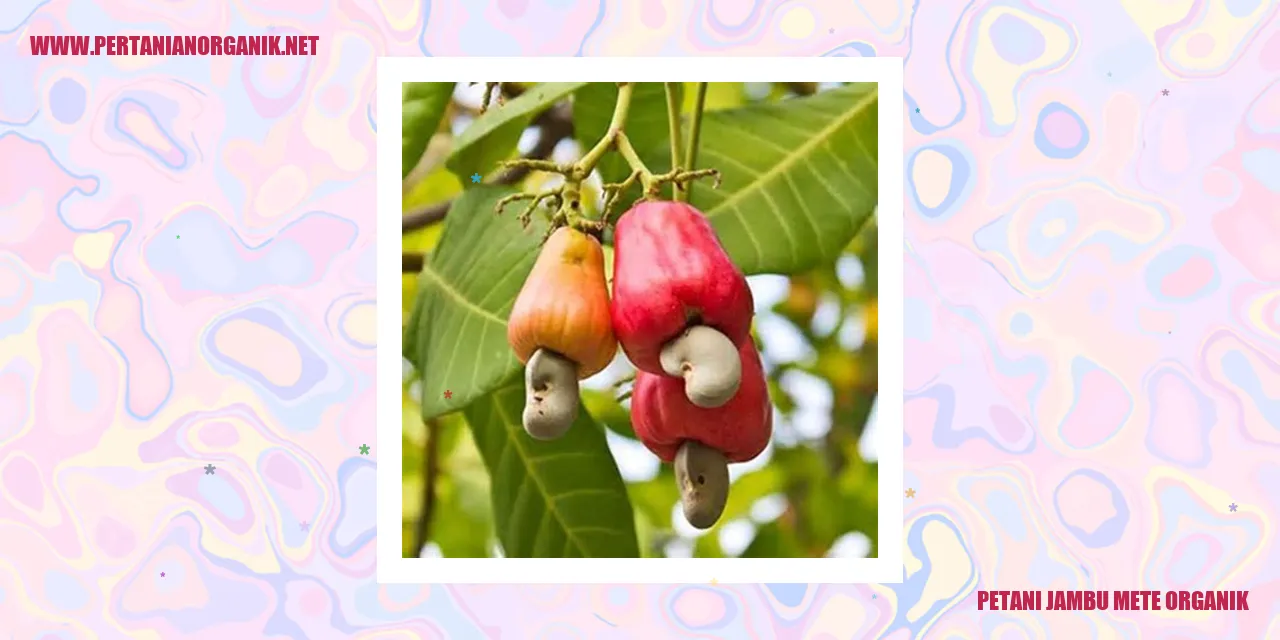 Petani Jambu Mete Organik