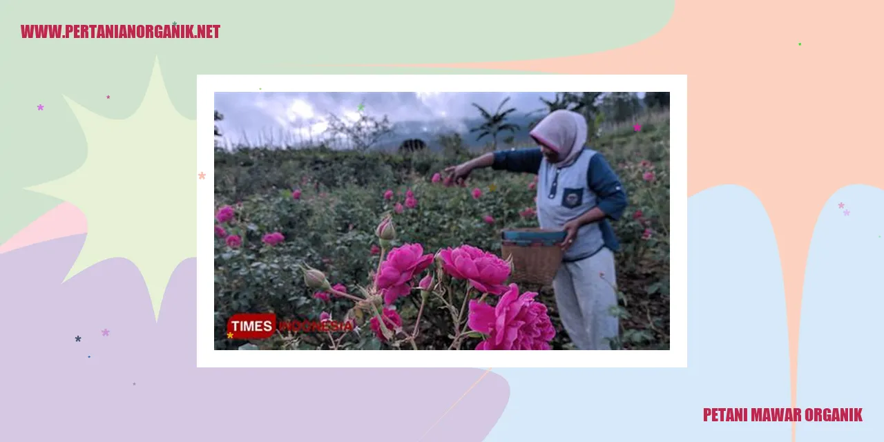 petani mawar organik