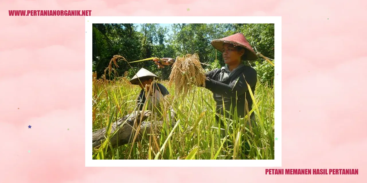 petani memanen hasil pertanian