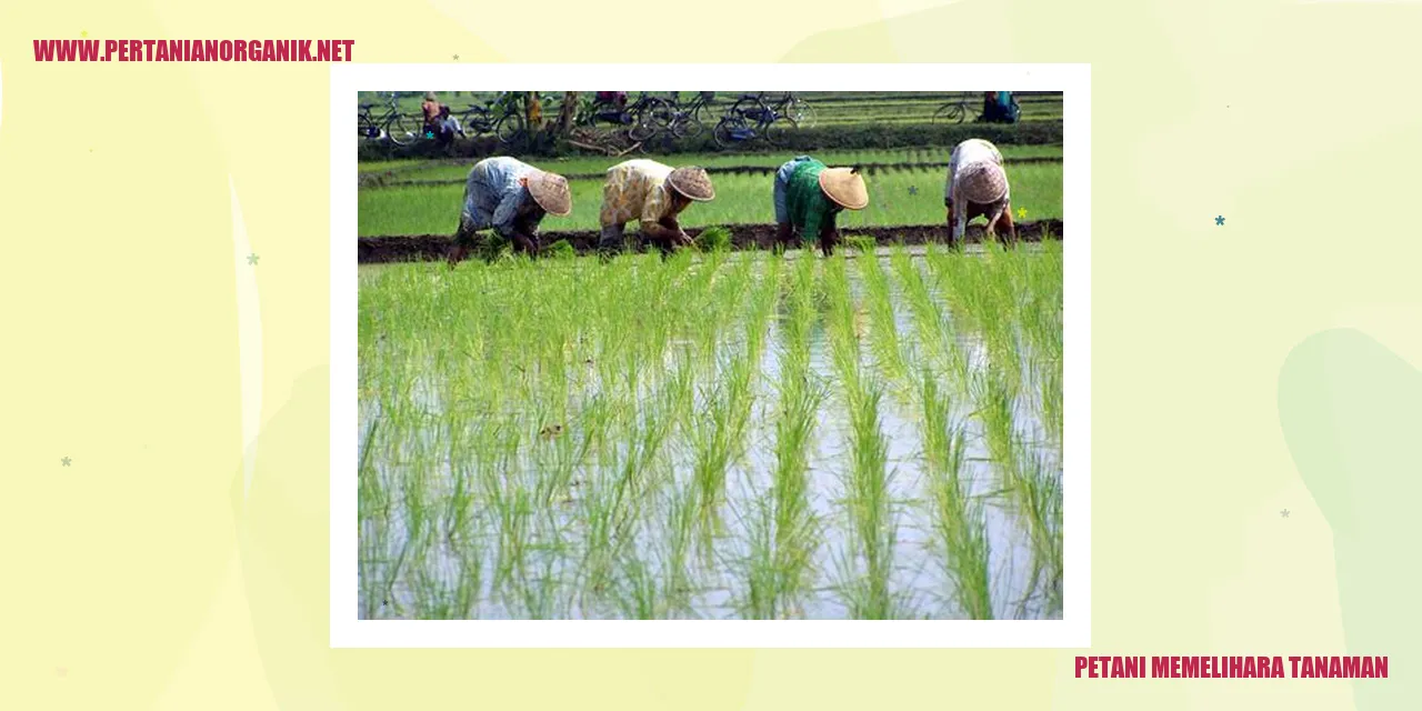 petani memelihara tanaman