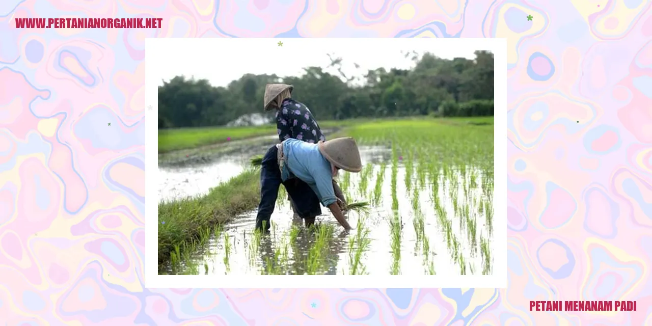 Gambar Petani Menanam Padi