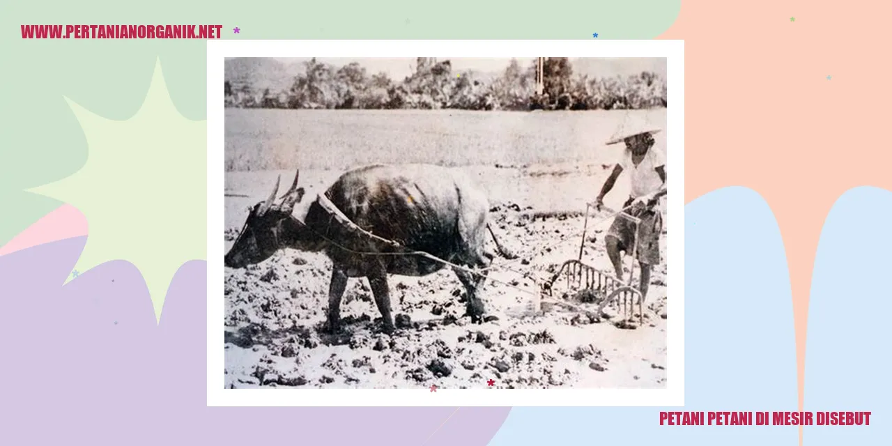 Petani Petani di Mesir Disebut