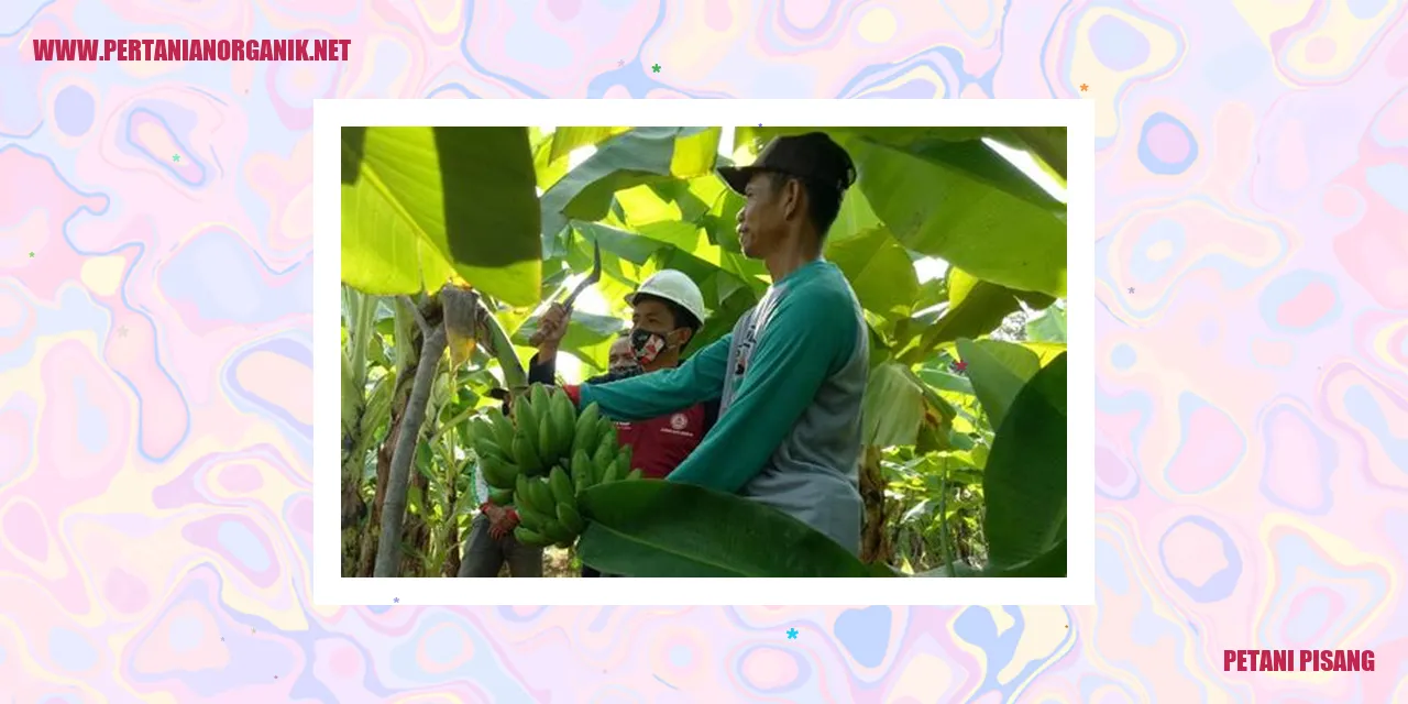 Gambar Petani Pisang