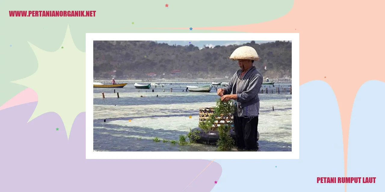 petani rumput laut