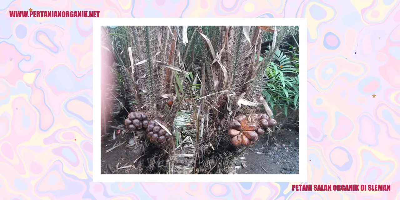 Petani Salak Organik di Sleman