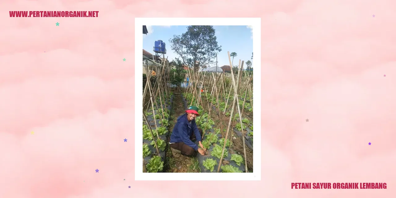 Petani Sayur Organik Lembang