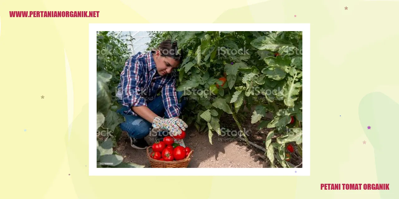 petani tomat organik
