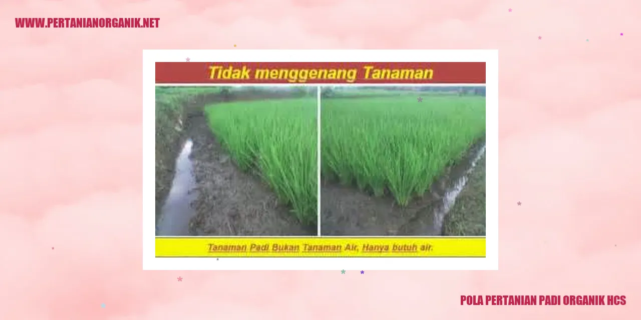 pola pertanian padi organik HCS