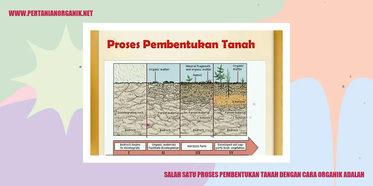 salah satu proses pembentukan tanah dengan cara organik adalah