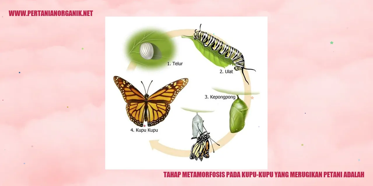 gambar tahap metamorfosis pada kupu-kupu yang merugikan petani adalah