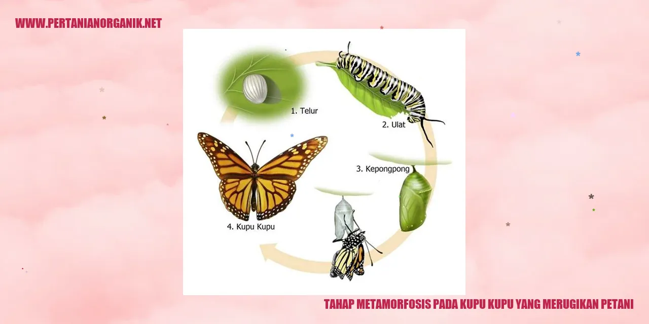 Tahap metamorfosis pada kupu-kupu yang merugikan petani